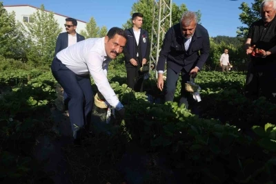 Lezzetiyle damaklarda tat bırakan &ccedil;ilekte 10 bin 900 ton rekolte bekleniyor
