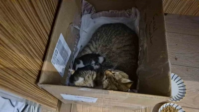 Lisenin maskot kedisi, yavrularını okula emanet etti
