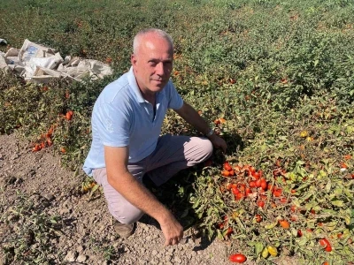Londra’da kazandıklarıyla memleketine toprak yatırımı yaptı
