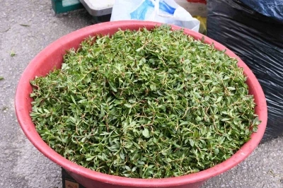 Madımak toplaması zahmetli yemesi lezzetli
