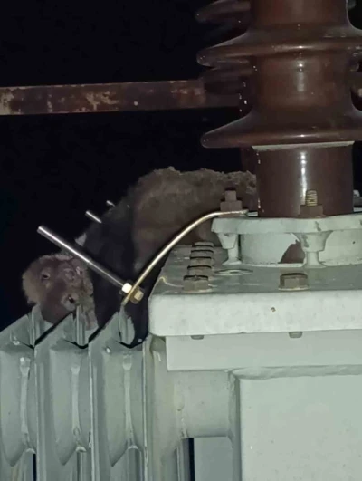 Mahalledeki elektrik kesintisinin sebebi sansar çıktı
