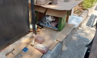 Mahalleli ve cami cemaatinin baktığı kedilerin evlerini çöpe attılar
