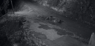 Mahalleliyi canından bezdiren ayının evinin önünde yattığını görünce kamyoneti ile peşine düştü
