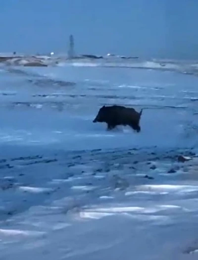 Mahalleye yakın bir noktada domuz g&ouml;r&uuml;ld&uuml;
