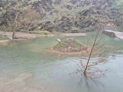 Mahsur kalan k&ouml;peği itfaiye ekipleri kurtardı
