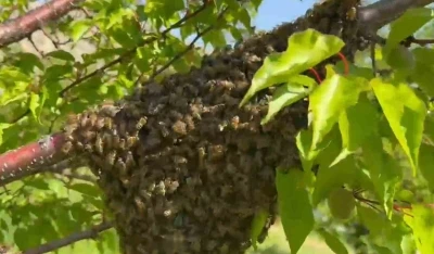 Malatya&rsquo;da arıların oğul verme hareketliliği dikkat &ccedil;ekti
