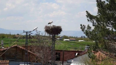 Malatya&rsquo;da baharın m&uuml;jdecisi leylekler yuvalarına d&ouml;n&uuml;yor

