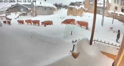 Malatya&rsquo;da b&uuml;y&uuml;kbaş hayvanların karla m&uuml;cadelesi g&ouml;r&uuml;nt&uuml;lendi
