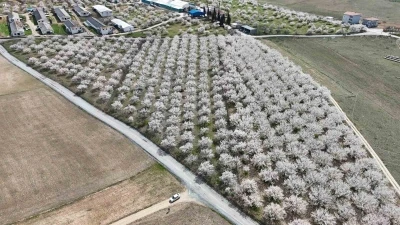 Malatya&rsquo;da &ccedil;i&ccedil;ek a&ccedil;an kayısı bah&ccedil;eleri havadan g&ouml;r&uuml;nt&uuml;lendi
