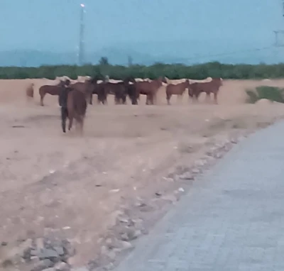 Malatya&rsquo;da &ccedil;iftlikten ka&ccedil;an atlar ekipleri alarma ge&ccedil;irdi
