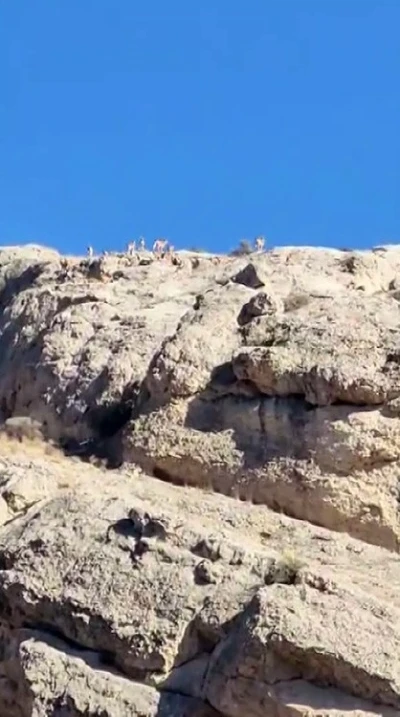 Malatya’da dağlık alanda yaban keçisi sürüsü görüntülendi

