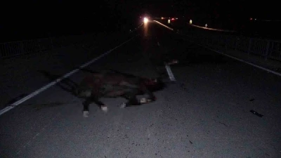 Malatya&rsquo;da feci olay: Milyonluk taylar karayolunda telef oldu
