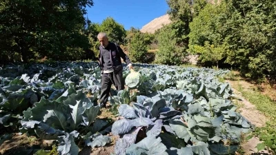 Malatya’da Gökyar lahanasında hasat zamanı
