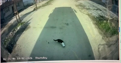 Malatya&rsquo;da kafası konserve kutusuna sıkışan kediyi otob&uuml;s şof&ouml;r&uuml; kurtardı
