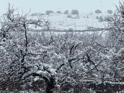 Malatya&rsquo;da kayısı bah&ccedil;eleri kar altında kaldı
