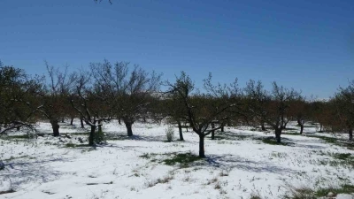 Malatya&rsquo;da kayısıda don endişesi

