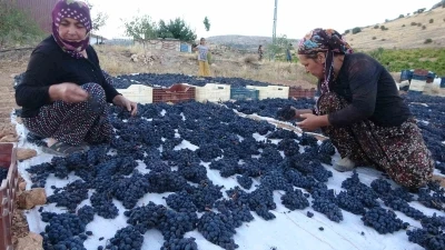 Malatya’da kilosu 500 TL’den alıcı bulan kuru üzüm yüz güldürüyor

