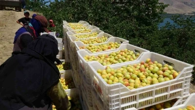 Malatya&rsquo;da &rsquo;sarı altın&rsquo; hasadı başladı, ilk &uuml;r&uuml;nler Avrupa yolunda
