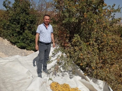 Malatya’da şifa deposu alıçta hasat devam ediyor
