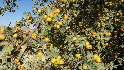 Malatya’da şifa deposu alıçta hasat zamanı
