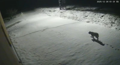 Malatya&rsquo;da &lsquo;vaşak g&ouml;r&uuml;nt&uuml;lendi
