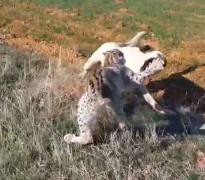Malatya&rsquo;da vaşak-k&ouml;pek kavgası kamerada
