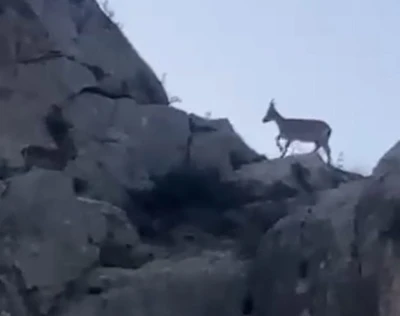 Malatya’da yaban keçileri görüntülendi
