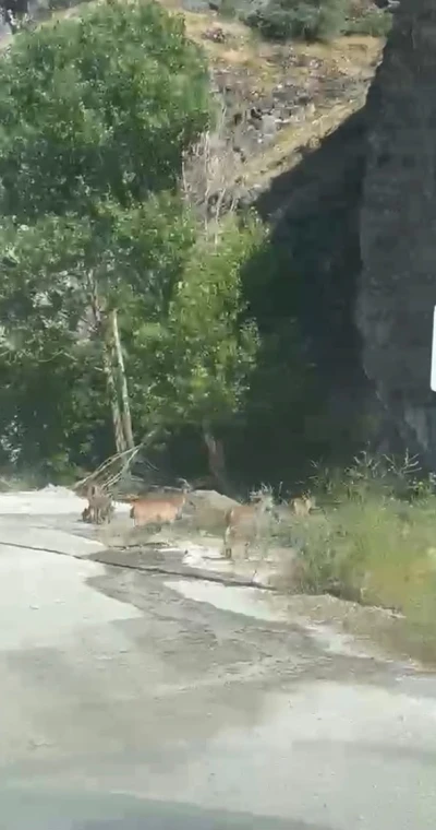 Malatya&rsquo;da yaban ke&ccedil;ileri karayolunda g&ouml;r&uuml;nt&uuml;lendi
