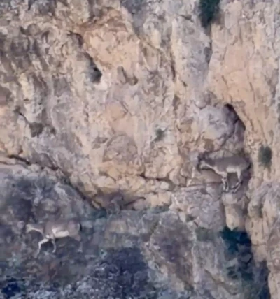 Malatya&rsquo;da yaban ke&ccedil;ileri s&uuml;r&uuml; halinde g&ouml;r&uuml;nt&uuml;lendi
