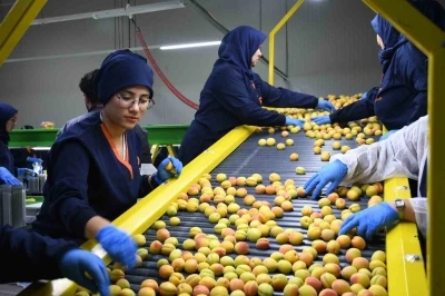 Malatya&rsquo;da yaş kayısı hasadı ve ihracatı s&uuml;r&uuml;yor
