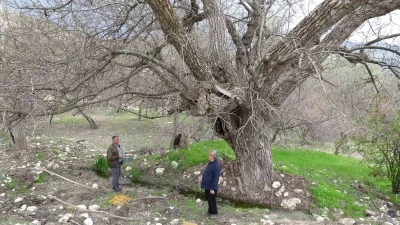 Malatya&rsquo;daki 270 yıllık ceviz ağacı zamana direniyor

