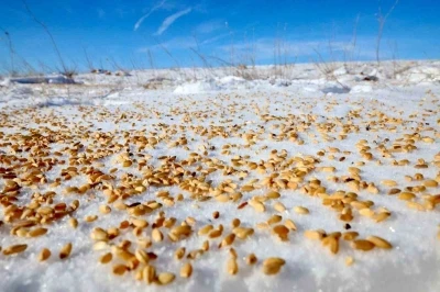 Malatya Darende&rsquo;de yaban hayvanları i&ccedil;in doğaya yem bırakıldı
