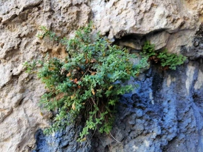Malatya’ya özgü endemik bitki, sarı kantarondan daha etkili bulundu
