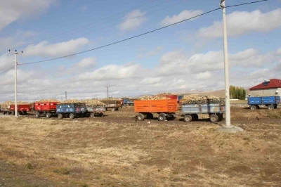 Malazgirt’te şeker pancar alımları devam ediyor

