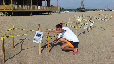 Manavgat&rsquo;ta caretta caretta yavrularına koruma n&ouml;beti
