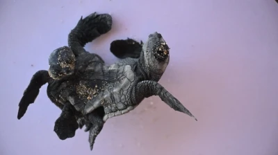Manavgat’ta ender rastlanan olay: Siyam ikizi Caretta caretta yavrusu bulundu
