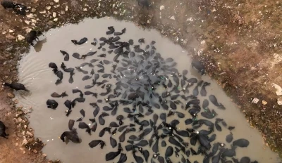 Mandaların kaplıca keyfi havadan görüntülendi
