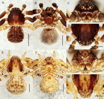 Manisa CBÜ’lü öğretim ütesinden 20 yeni tür keşfi
