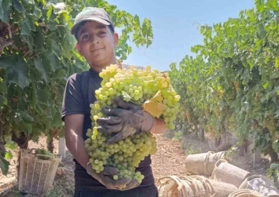 Manisa’da 7 kilo 250 gramlık üzüm salkımı
