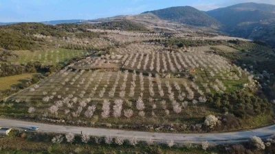 Manisa&rsquo;da badem ağa&ccedil;ları &ccedil;i&ccedil;eklerle bezendi
