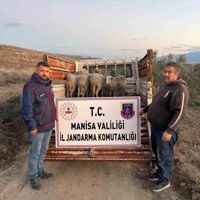 Manisa&rsquo;da &ccedil;alınan koyunlar, jandarma tarafından bulundu
