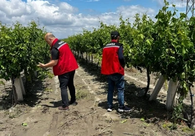 Manisa&rsquo;da dolu ve selde &uuml;z&uuml;m bağları zarar g&ouml;rd&uuml;
