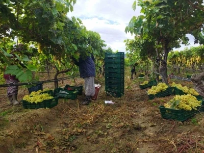 Manisa’da üzüm hasadı yağmur ve çamura rağmen devam ediyor
