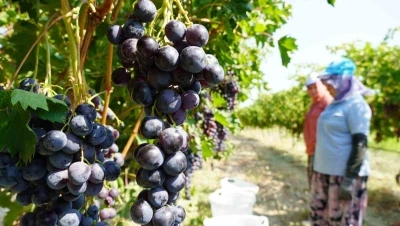 Manisa&rsquo;da yaş &uuml;z&uuml;m hasadı başladı
