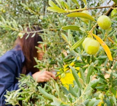 Manisa’da zeytincilere çifte uyarı
