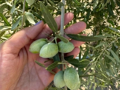 Manisa’da zeytinde rekolte çalışmaları başladı
