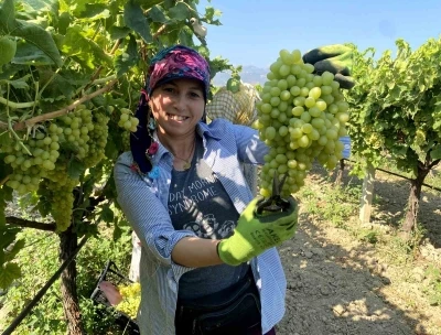 Manisa’nın dünyaca ünlü çekirdeksiz sofralık Sultaniye üzümünde hasat başladı
