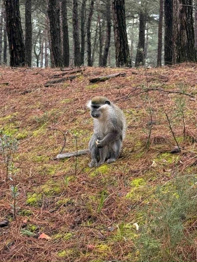 Mantar aramak i&ccedil;in &ccedil;ıktığı doğada maymun buldu

