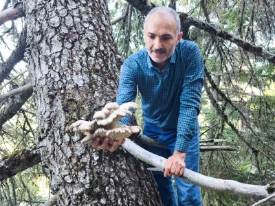 Mantar avcılarının ağaç tepelerinde tehlikeli avı
