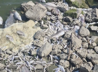 Manyas Gölü’nde toplu balık ölümleri: Kuş Cenneti tehlikede
